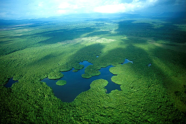 Belize Jungle