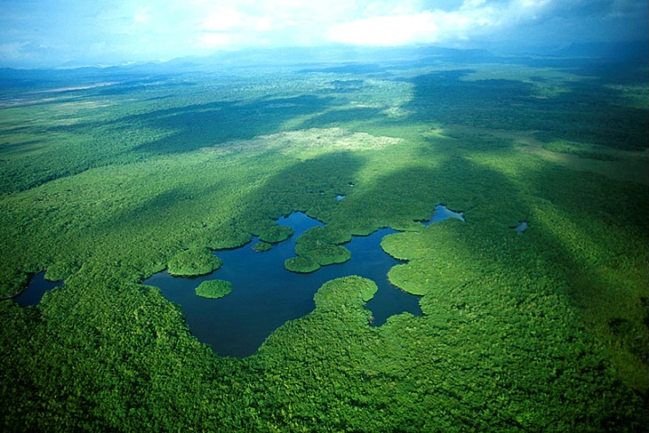 Belize Jungle