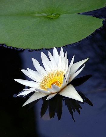 Lotus and friend