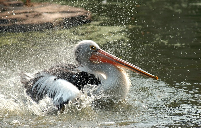 Pelican