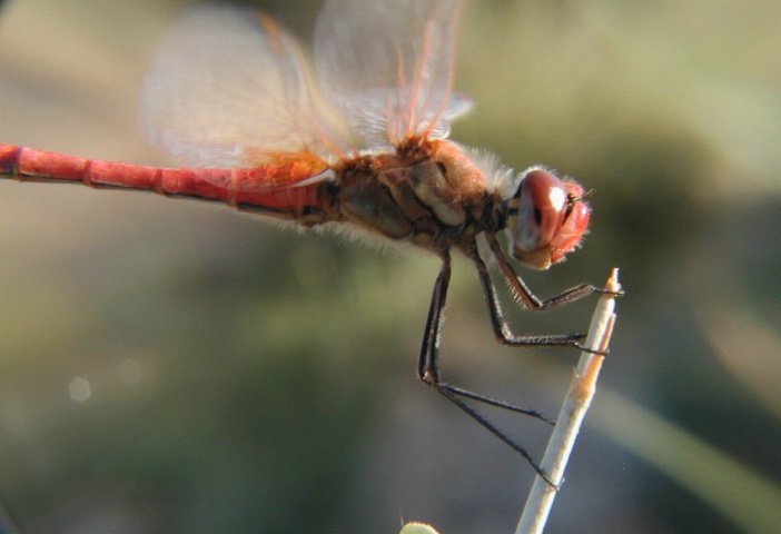 dragonfly 3