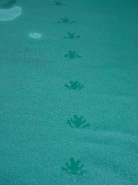 Frogprints