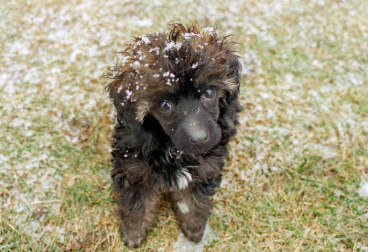 Puppy in the First Snow