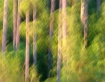 Forest Motion