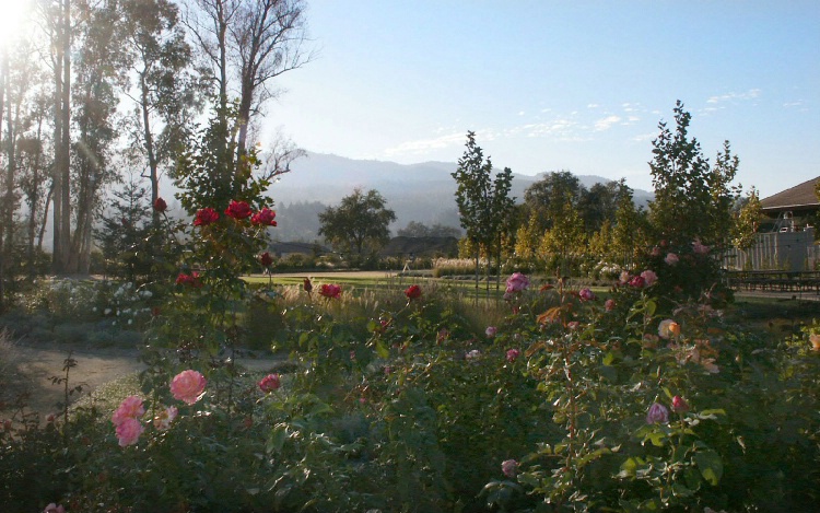 Garden in the Napa Valley 