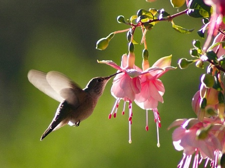 My Hummingbird Feeder