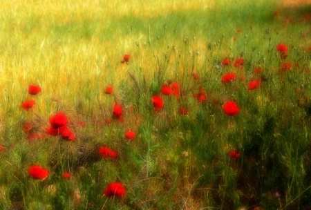 Red Poppies