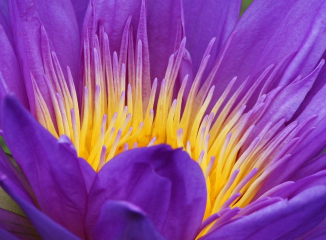Flowers bold..new waterlily