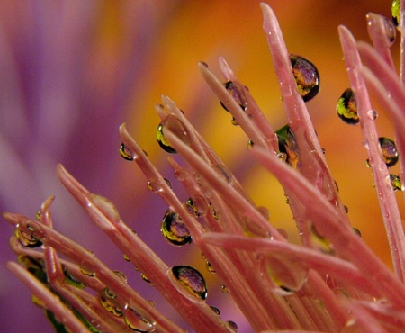 Garden Drops