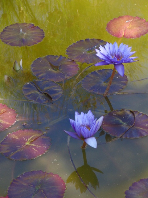 Rosicrucian Peace Garden Water Lilies - RR