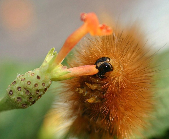 Wooly Bear caterpillar