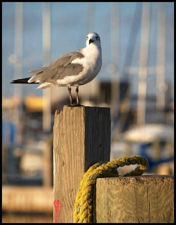 Waiting for the Shrimpers