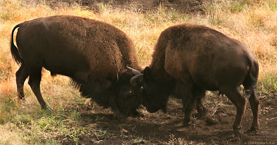 Battling Bison