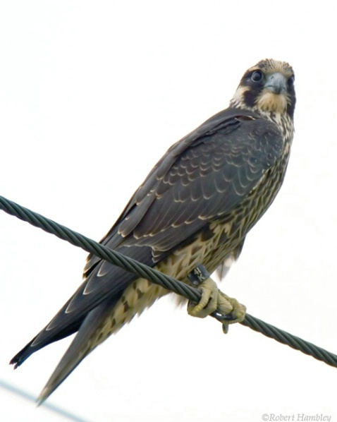 Peregrine Falcon - ID: 1154880 © Robert Hambley