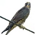 © Robert Hambley PhotoID # 1154880: Peregrine Falcon