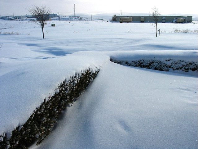 Corner of Hedges - Almost a foot of snow