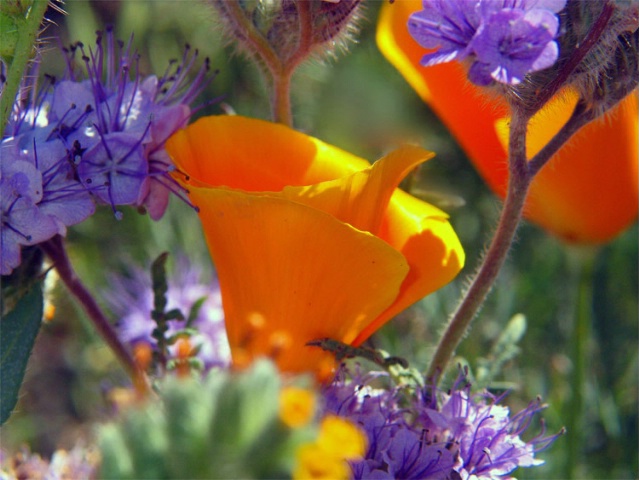 Lacey Phacelia and California Poppies