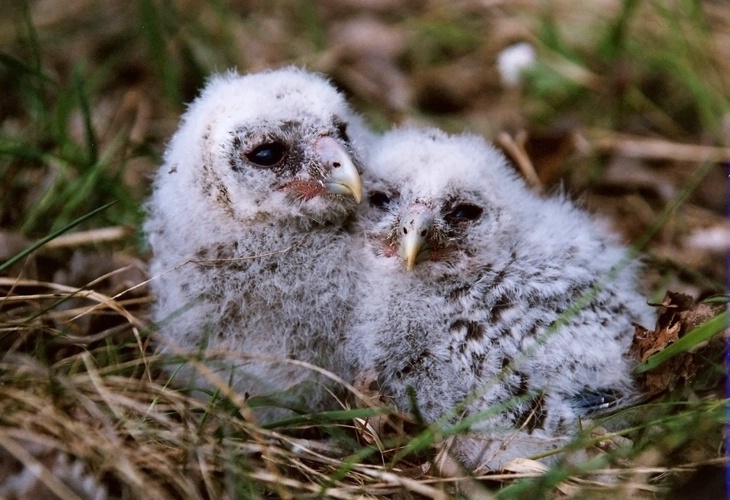 Wild Ural Owl kids