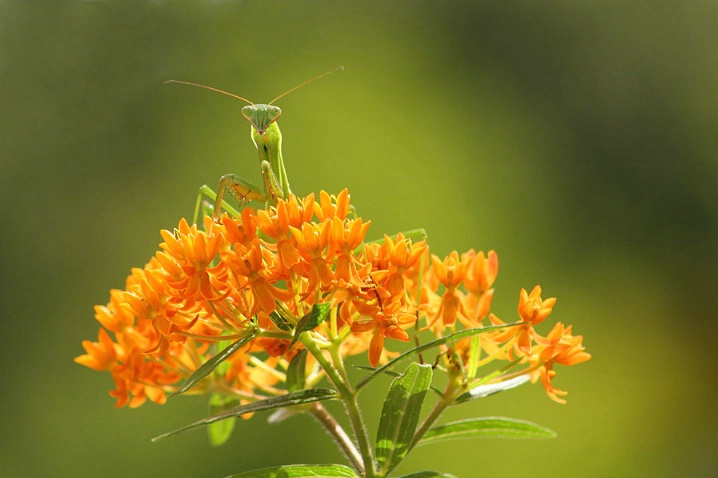 Mantis and Milkweed