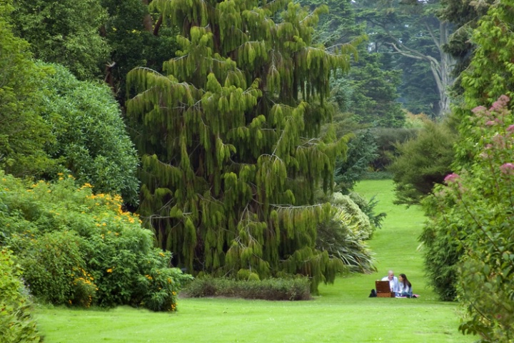 The Picnic