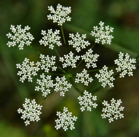 Summer's Snowflakes