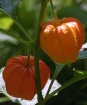Chinese Lanterns