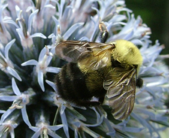 Thistle Bee