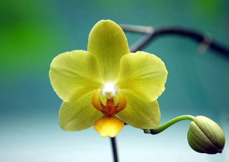 Yellow Orchid