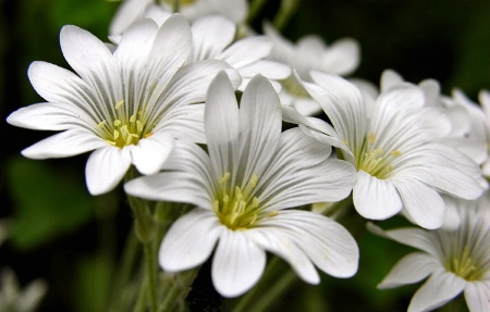 White Flowers 2