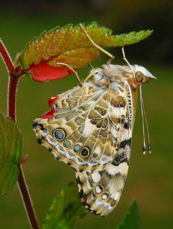 Newly Emerged Painted Lady