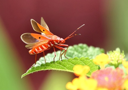 Cotton Stainer