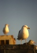 Gull At Sunset