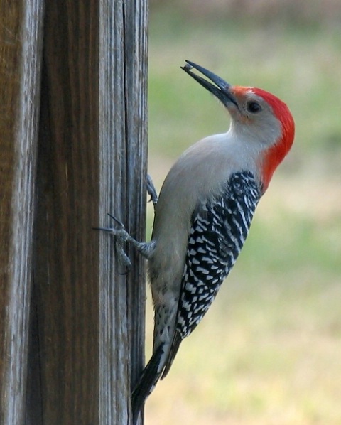 Red-bellied Woodpecker (EP)