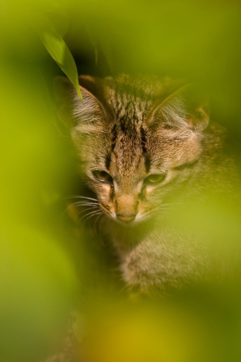 Garden Kitten