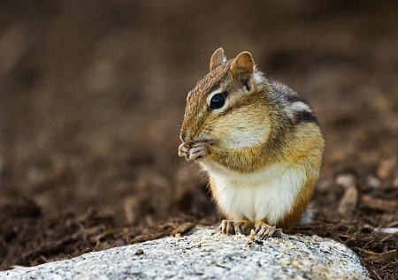 Chipmunk