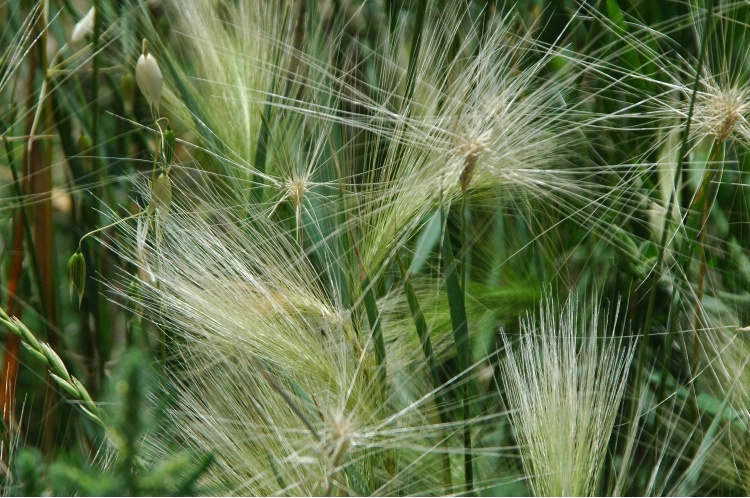 Grasses on the Prairie