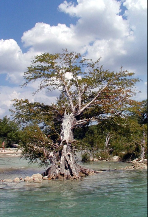 wind blown tree