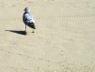 Runaway Seagull