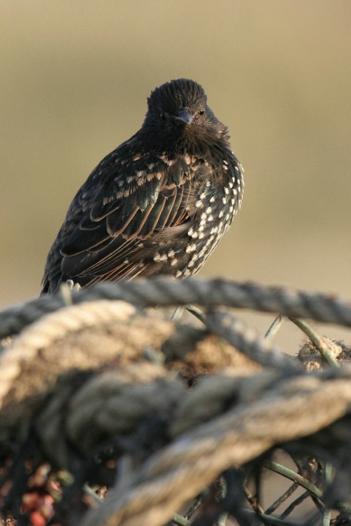 Starling