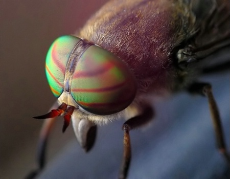 Horsefly