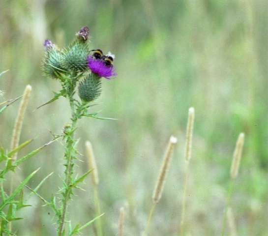 BEES ON THISTLE