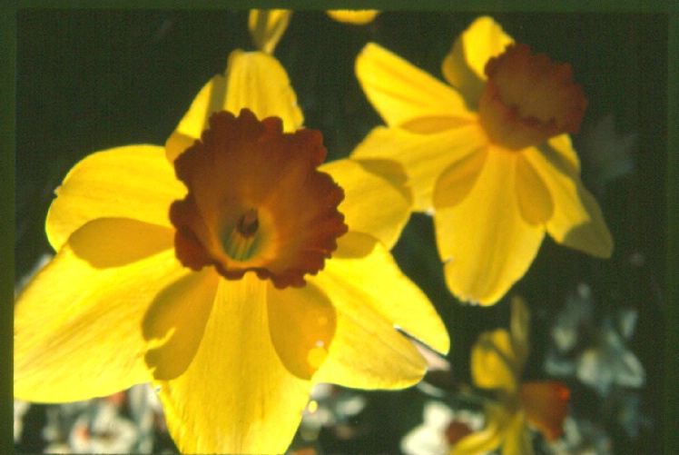 Transparent Yellow Daffodil 