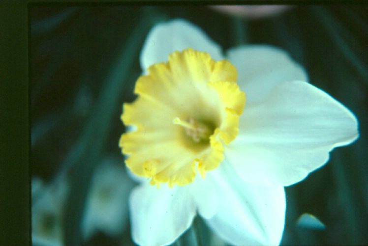  Side/White Daffodil