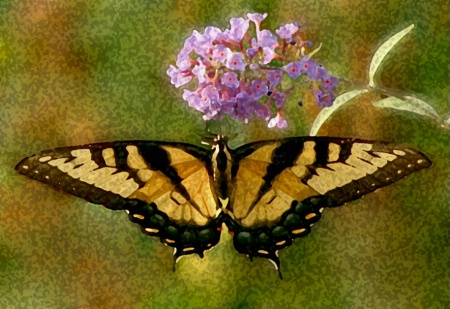 Swallowtail