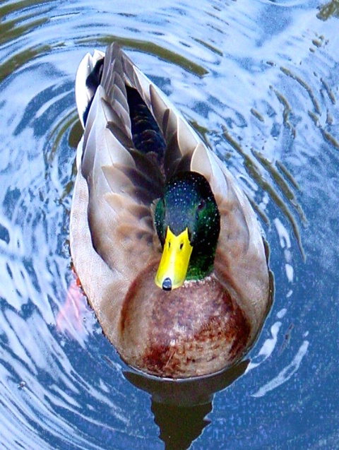 A Green-headed Duck