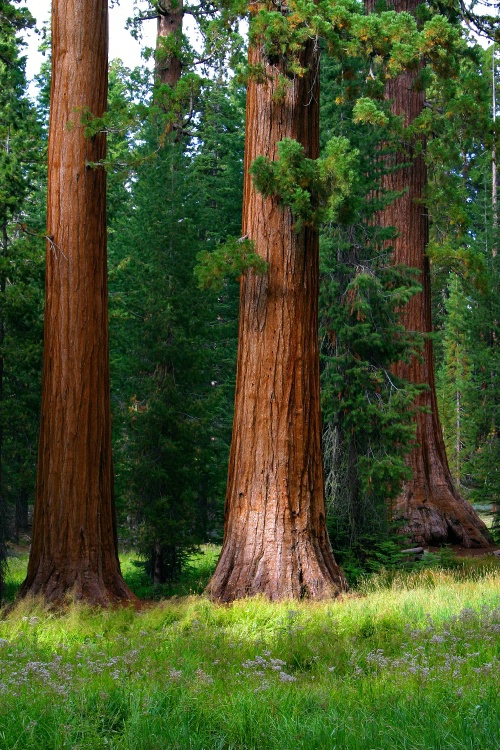 Sequoia Meeting