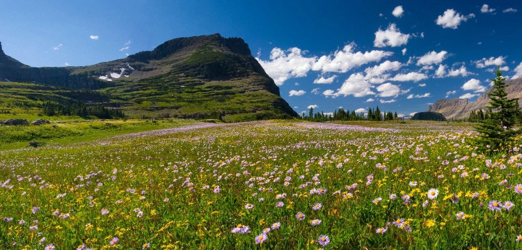 Oberlin  Meadow