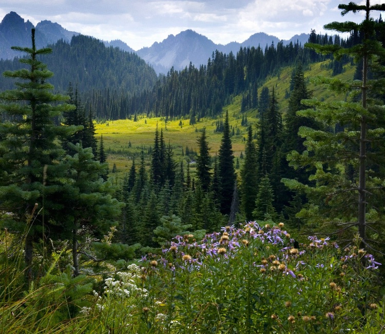 Meadow Below