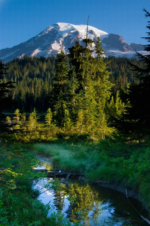 Rainier from a Trail