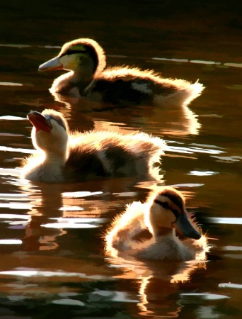 Buzzed ducklings